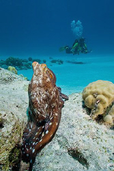 Uh oh!  Here comes another pesky photographer.  Cocos (Ke... by Ross Gudgeon 